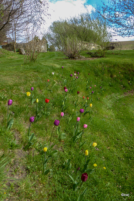 Bank of Spring tulips