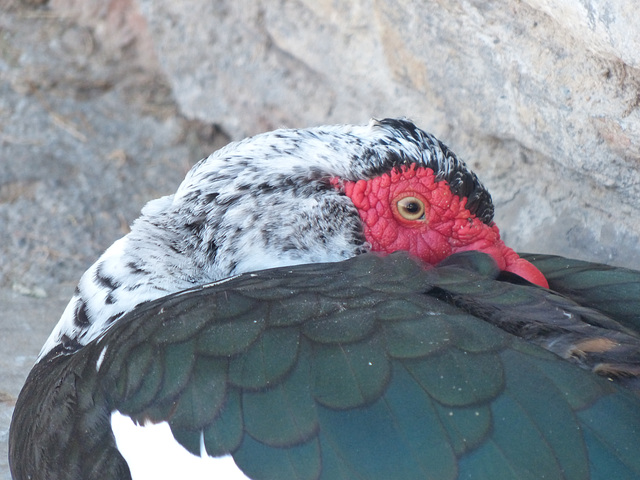 Muscovy Duck (3) - 29 September 2019