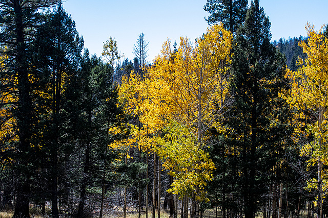 Aspens in Valles caldera.3jpg