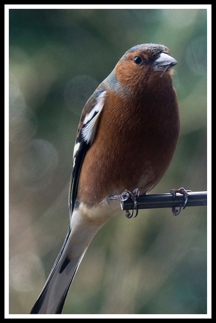 Hide Eastham woods (4)