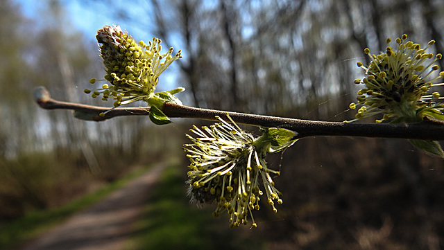 20200408 7089CPw [D~MI] Grau-Weide (Salix cinerea), Großes Torfmoor, Hille