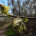 20200408 7089CPw [D~MI] Grau-Weide (Salix cinerea), Großes Torfmoor, Hille