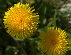 A Deluge Of Dandelions!!