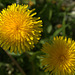 A Deluge Of Dandelions!!