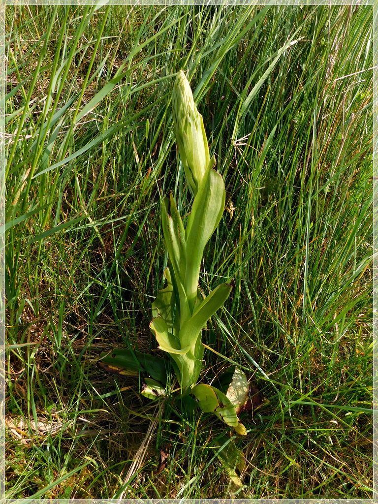 Futur Orchis Pyramidal