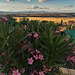 HFF everyone! The ubiquitous oleander and a view from the lower garden.