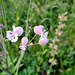 Gewöhnliches Leimkraut ((Silene vulgaris)