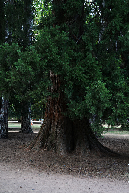 sequoiadendron giganteum