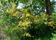 Ginsterbusch am Waldrand     (PiP)