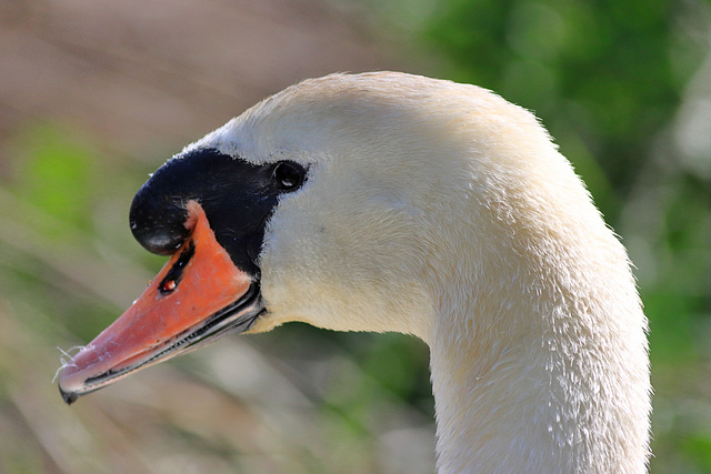 EOS 90D Peter Harriman 13 06 55 05995 muteSwan dpp