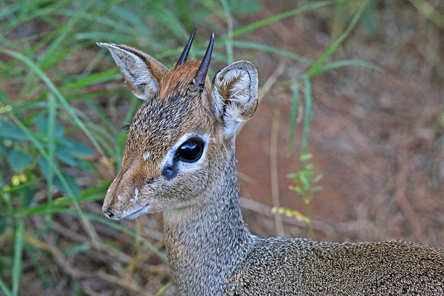 Dik-dik