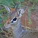 Dik-dik