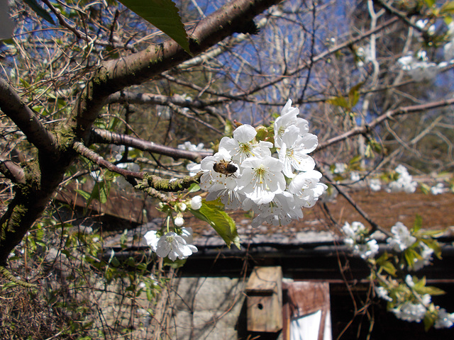 SoS[25] - Cherry blossom {8 of 8}