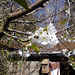 SoS[25] - Cherry blossom {8 of 8}