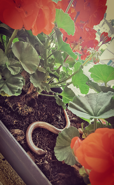 Schrecken am Morgen......