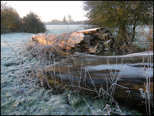 frosty tree trunks