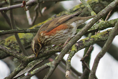 redwing