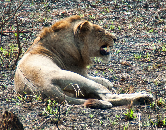 South Africa Kruger Park IGP8445