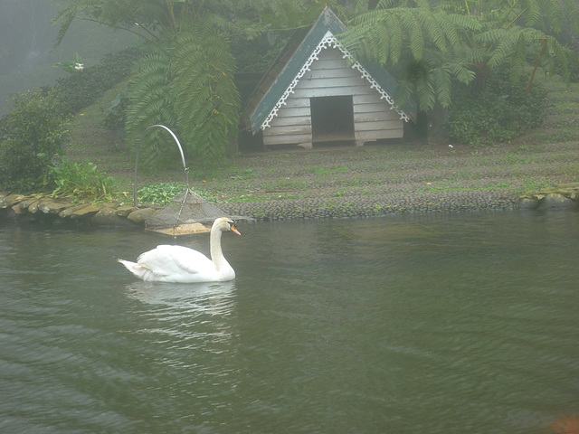 Lone Swan