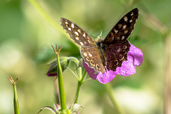 Speckled Wood