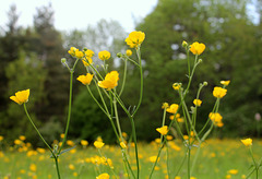 Ranunculus acris