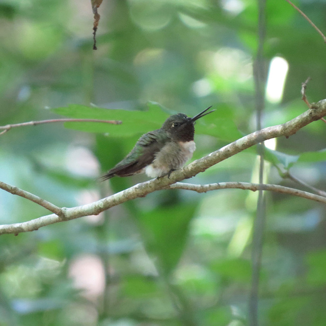 Ruby-throated hummingbird