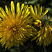 A Deluge Of Dandelions!!