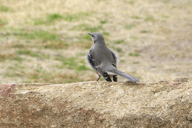 Northern Mockingbird