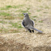 Northern Mockingbird