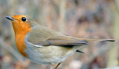 Rotkehlchen - Vogel des Jahres 2020