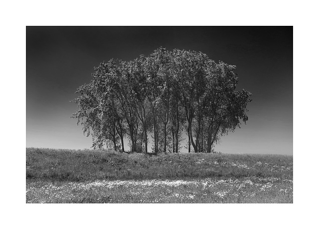 Bosje Bomen