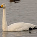 IMG 4306 Whooper Swanv2