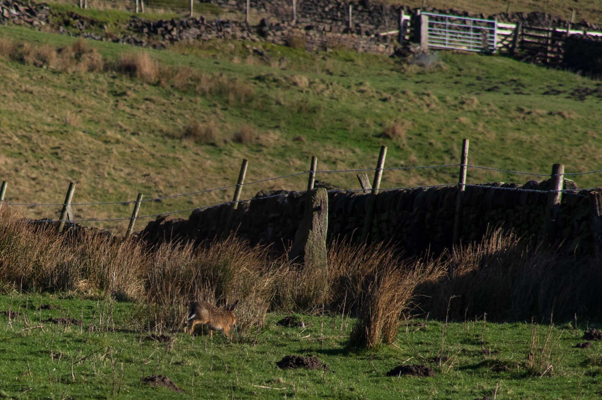 Running Brown Hare