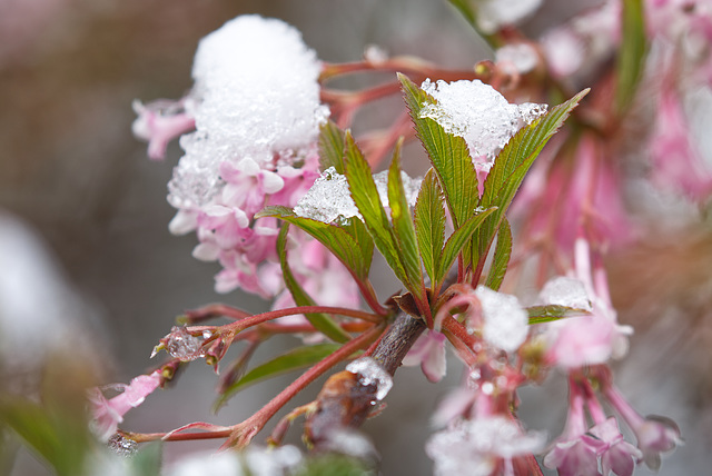 Winterschneeball mit grüne Blätter im Schnee