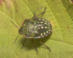 IMG 1479 Southern Green Shield Bug-1-2