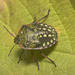 IMG 1479 Southern Green Shield Bug-1-2