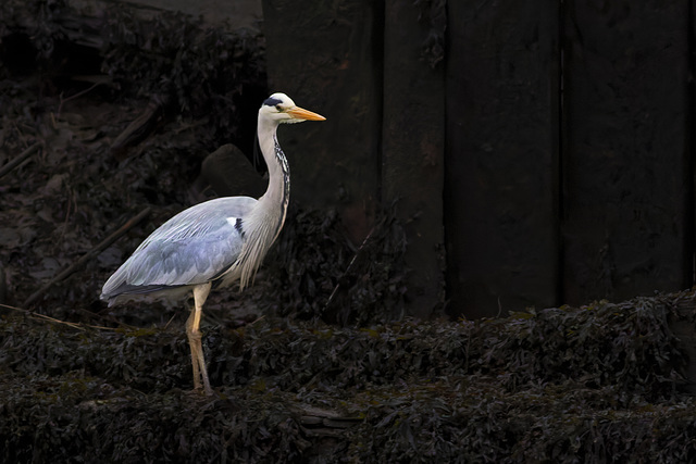 Grey Heron