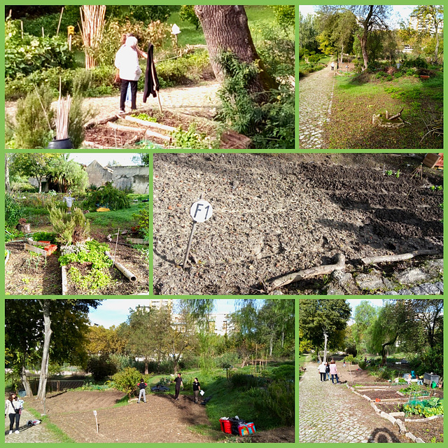 Allotment of vegetable gardens