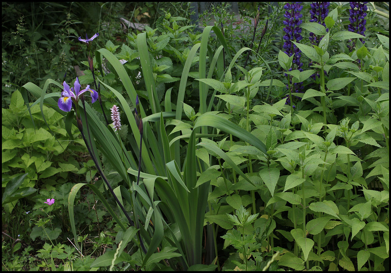 Iris x robusta