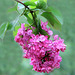 Spring Lilacs