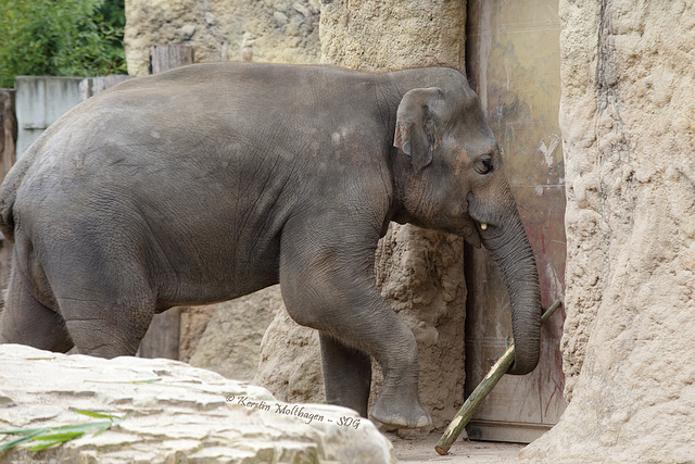 Tarak arbeitet I (Zoo Heidelberg)