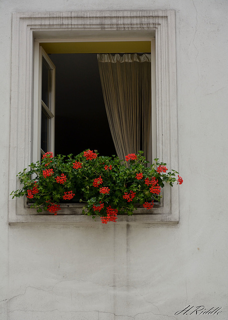 A Krakow window.