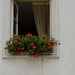 A Krakow window.