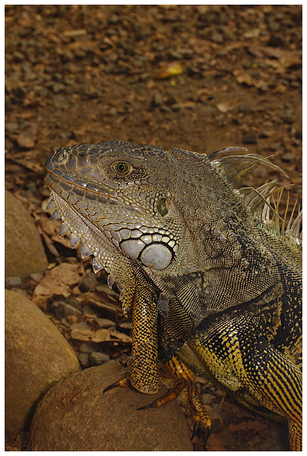 Iguana IMG_2495