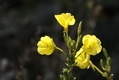 Evening Primrose