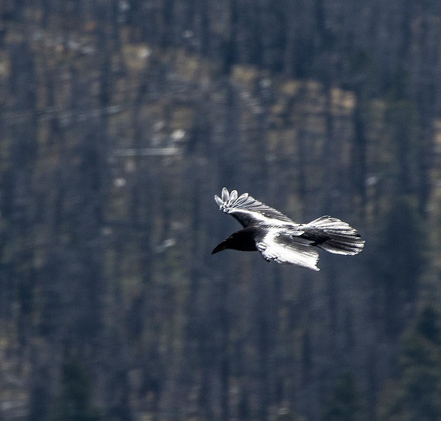 Crow in flight