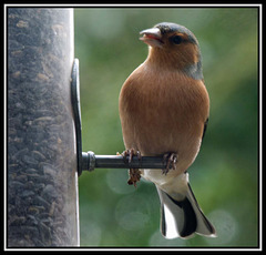 Hide Eastham woods (6)