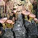 Fungi on a tree stump