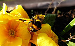 Gartenhummel – Bombus hortorum