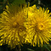 A Deluge Of Dandelions!!